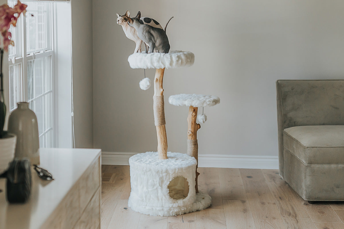Two cats on an ivory cat tree
